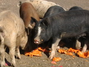 pork photo