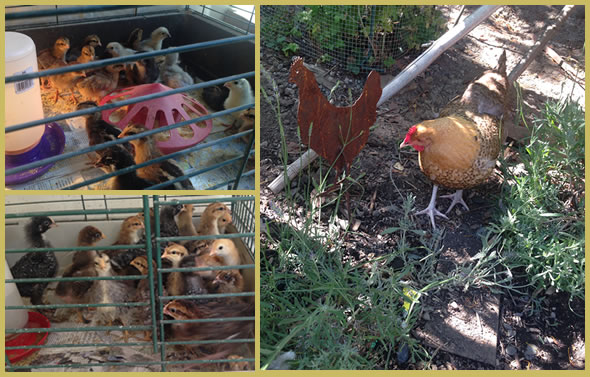 WAPF Tour of Mill Valley Chickens