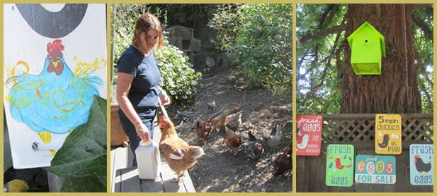 WAPF Tour of Mill Valley Chickens