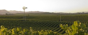 Vineyard Pic