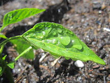 pepper plant leaf